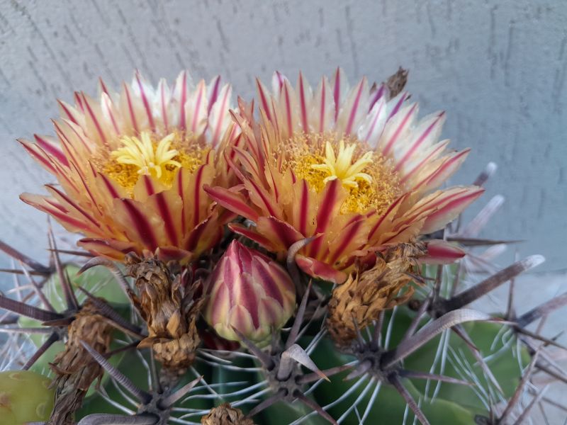 A photo of Ferocactus peninsulae var. townsendianus