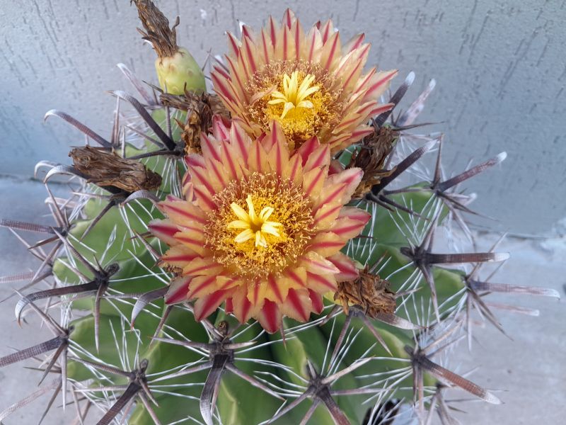 A photo of Ferocactus peninsulae var. townsendianus