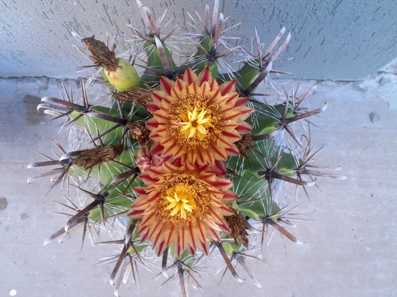 A photo of Ferocactus peninsulae var. townsendianus