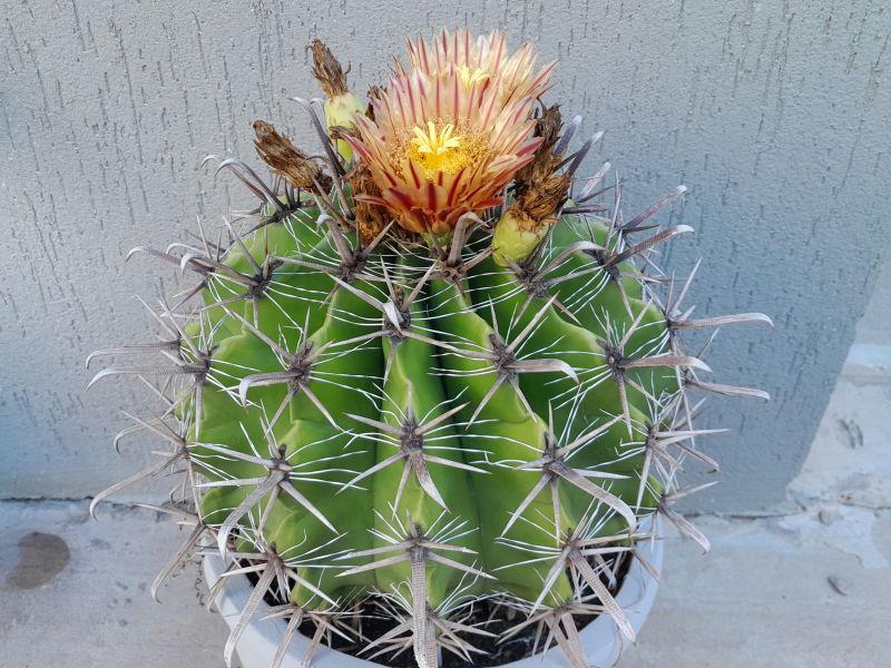 A photo of Ferocactus peninsulae var. townsendianus