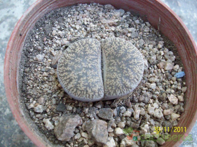 Una foto de Lithops lesliei ssp. lesliei var. venteri