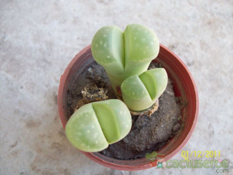 A photo of Lithops herrei