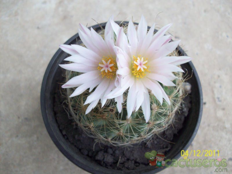 Una foto de Turbinicarpus saueri ssp. knuthianus