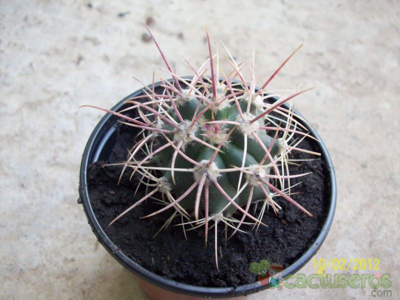 A photo of Ferocactus cylindraceus subsp. tortulispinus