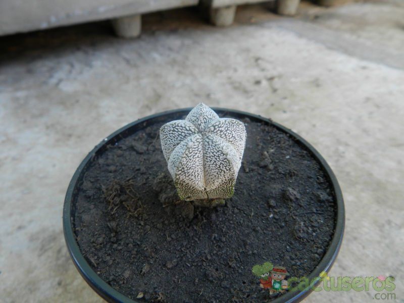 A photo of Astrophytum myriostigma cv. ONZUKA