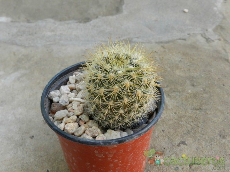 A photo of Eriosyce villosa