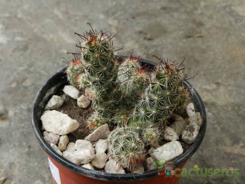 Una foto de Mammillaria thornberi ssp. yaquensis