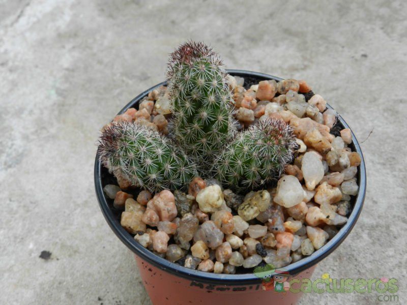 A photo of Mammillaria sphacelata ssp viperina