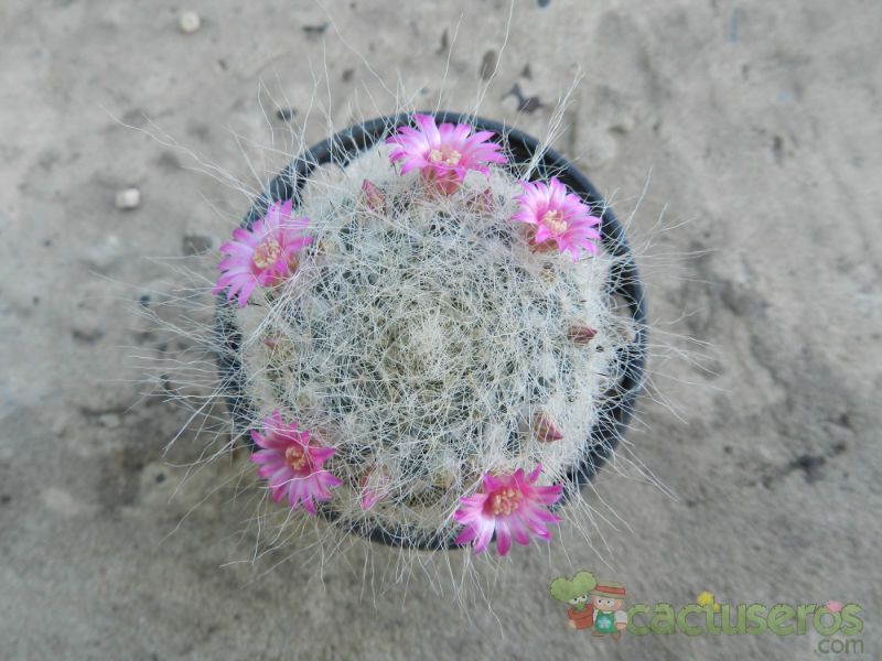 Una foto de Mammillaria hahniana