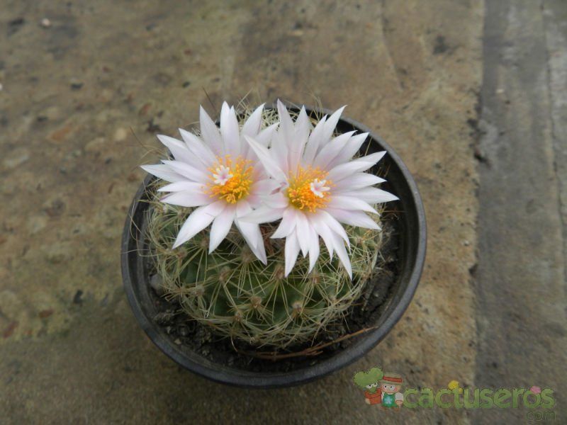 Una foto de Turbinicarpus saueri ssp. knuthianus
