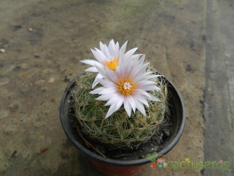 Una foto de Turbinicarpus saueri ssp. knuthianus