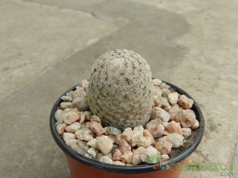 A photo of Mammillaria lasiacantha