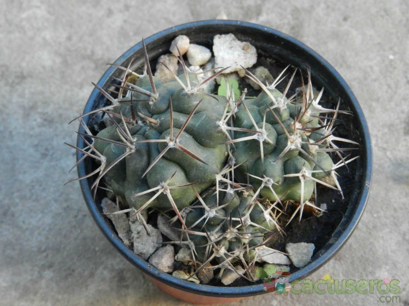A photo of Gymnocalycium schickendantzii