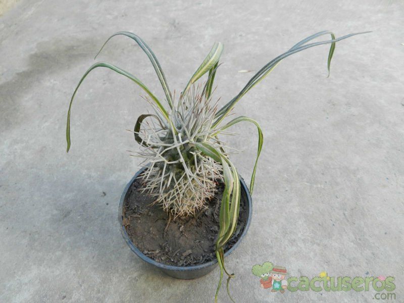 A photo of Pachypodium geayi