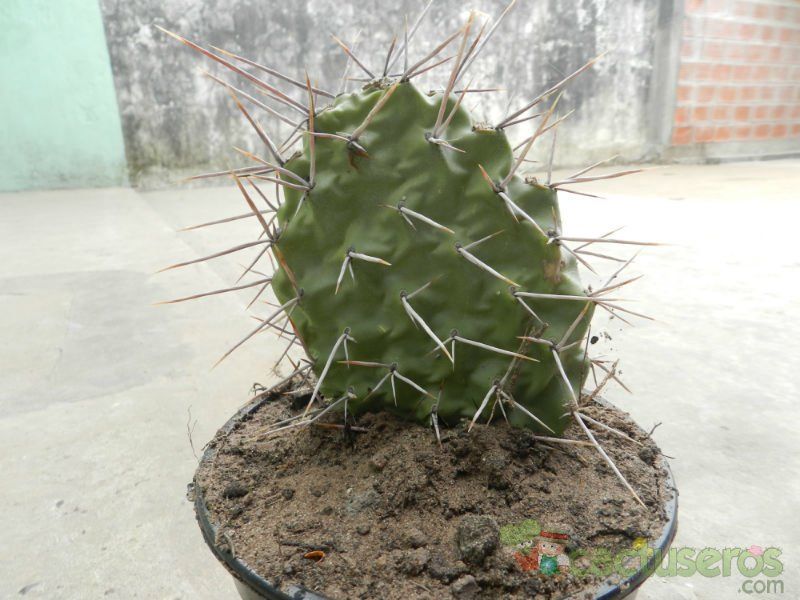 Una foto de Opuntia sulphurea