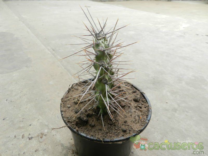 Una foto de Opuntia sulphurea