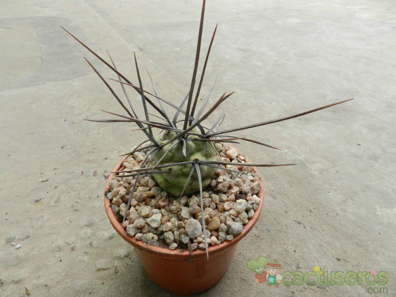Una foto de Tephrocactus aoracanthus