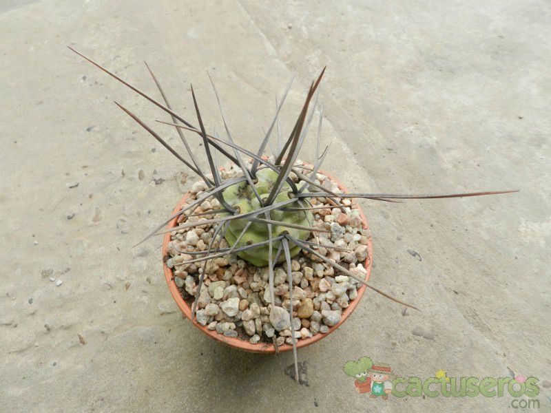 Una foto de Tephrocactus aoracanthus