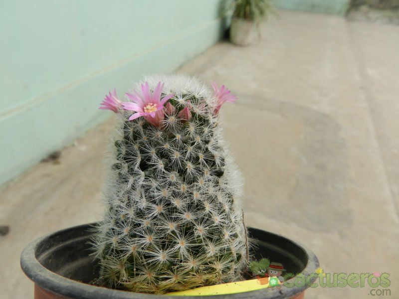 A photo of Mammillaria laui ssp dasyacantha