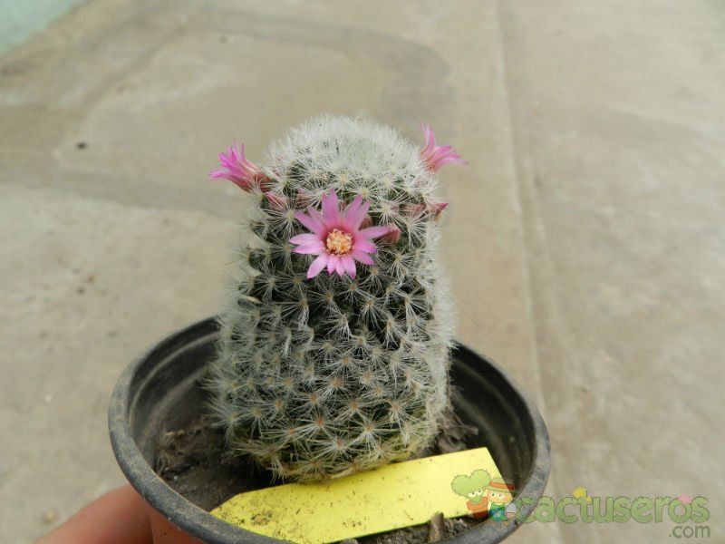 A photo of Mammillaria laui ssp dasyacantha