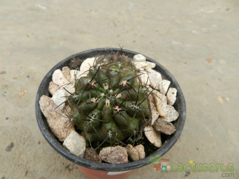 A photo of Eriosyce paucicostata