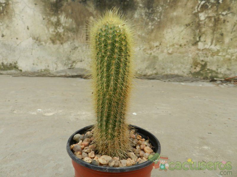 A photo of Micranthocereus streckeri