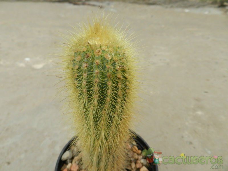 A photo of Micranthocereus streckeri