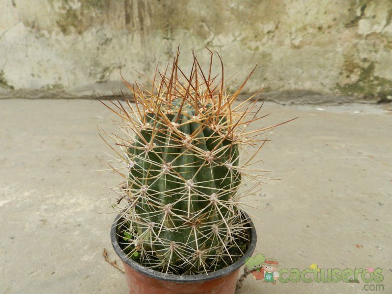 A photo of Echinopsis lateritia