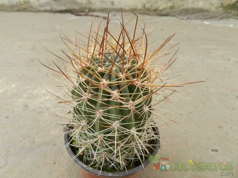 A photo of Echinopsis lateritia