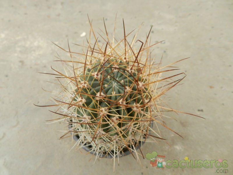 A photo of Echinopsis lateritia