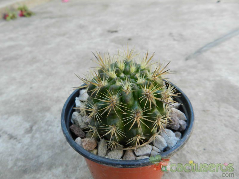 Una foto de Eriosyce subgibbosa
