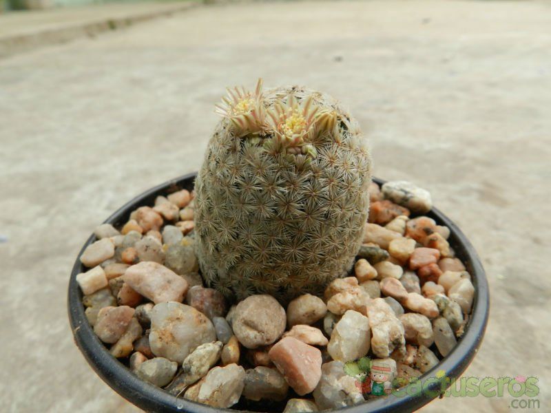 A photo of Mammillaria lasiacantha