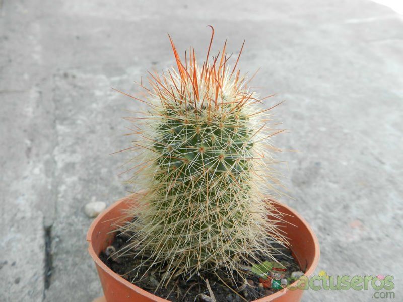 A photo of Mammillaria rekoi