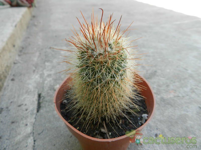 A photo of Mammillaria rekoi