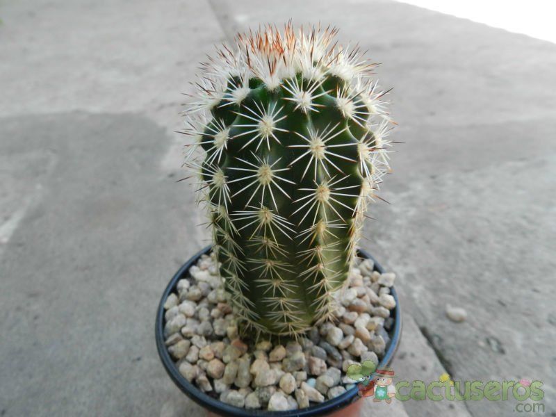 Una foto de Echinocereus dasyacanthus