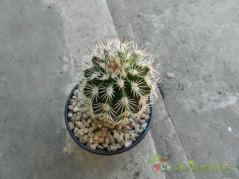 Una foto de Echinocereus dasyacanthus