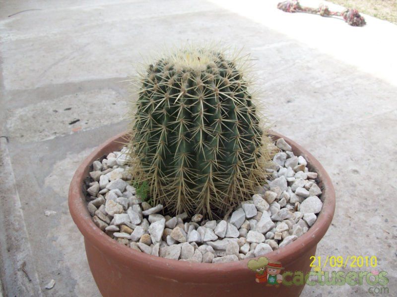 Una foto de Echinocactus grusonii