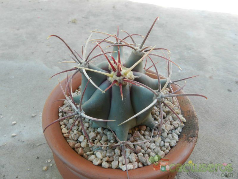 A photo of Ferocactus emoryi