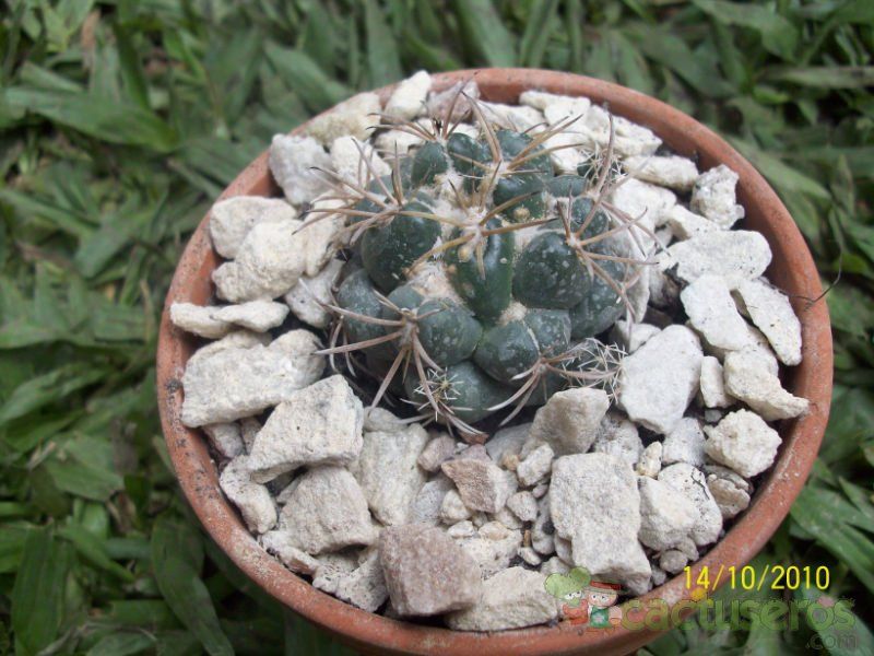 Una foto de Coryphantha elephantidens