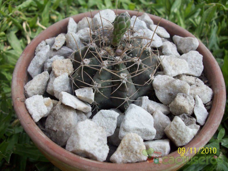 A photo of Gymnocalycium anisitsii