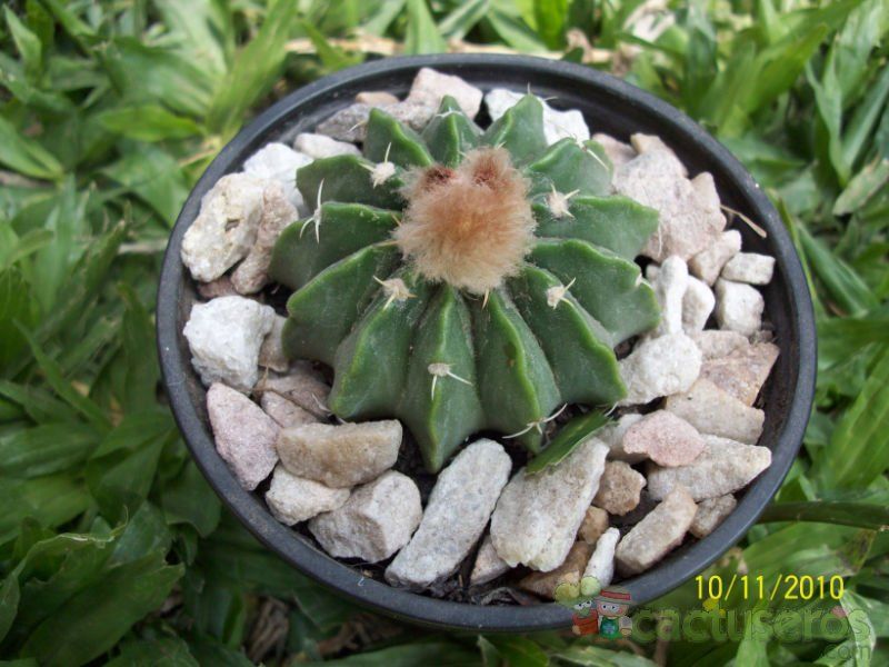 A photo of Parodia sellowii