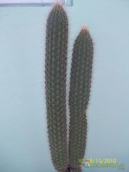 Una foto de Cleistocactus baumannii