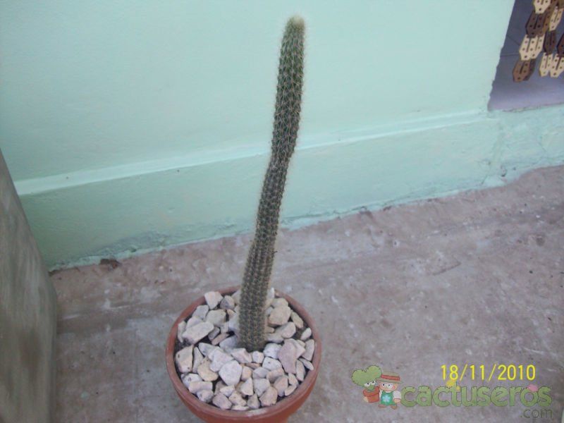 A photo of Cleistocactus smaragdiflorus