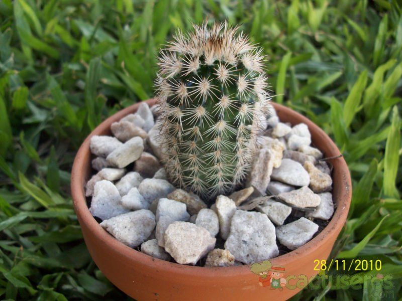 A photo of Echinocereus reichenbachii var. baileyi