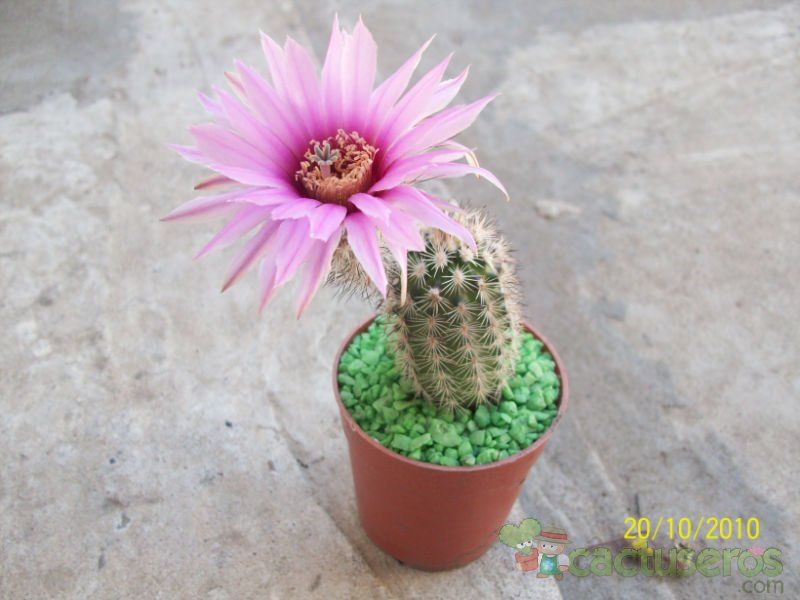 A photo of Echinocereus reichenbachii var. baileyi