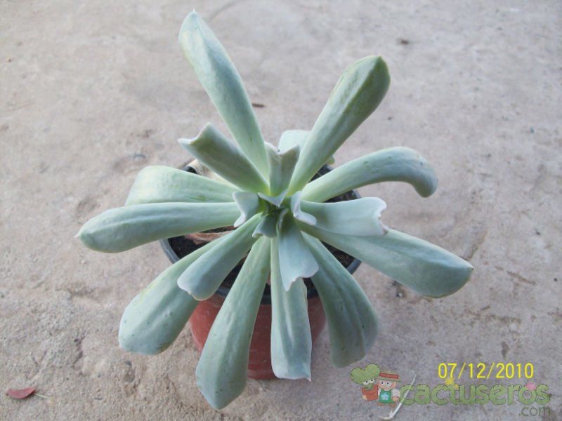 A photo of Echeveria runyonii cv. Topsy turvy 