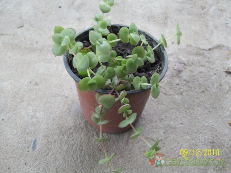 A photo of Crassula pellucida ssp. marginalis