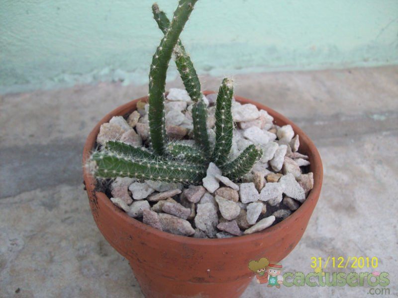Una foto de Disocactus speciosus