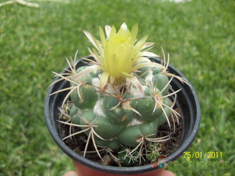 Una foto de Coryphantha elephantidens ssp.bumamma