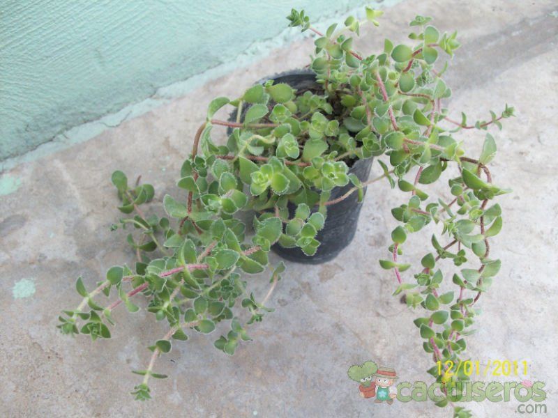 A photo of Crassula setulosa  